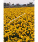Marigold Yellow Iris F1 IHS-303 50 Seeds